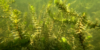 Lake Austin Hydrilla 2026: History, the City's Plan, and What It Means at the Dock