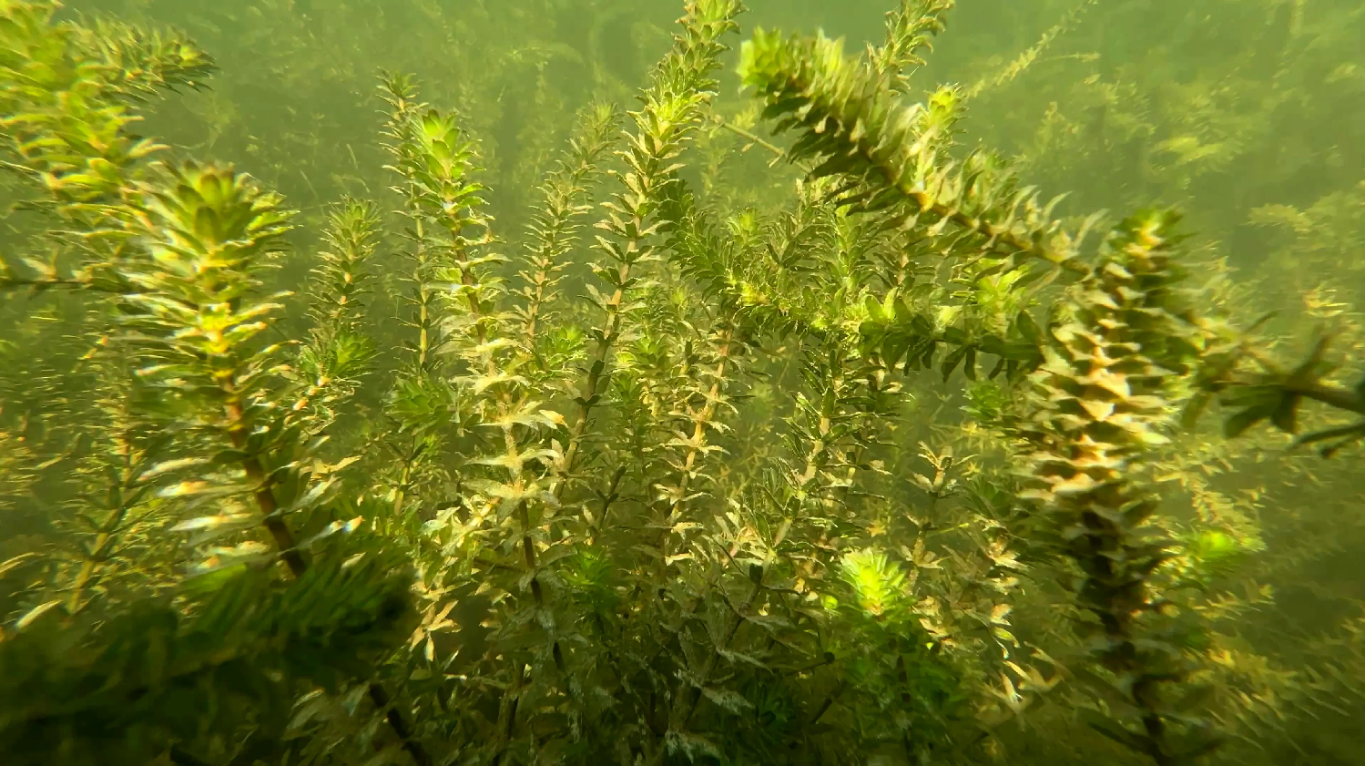 Lake Austin Hydrilla 2026: History, the City's Plan, and What It Means at the Dock