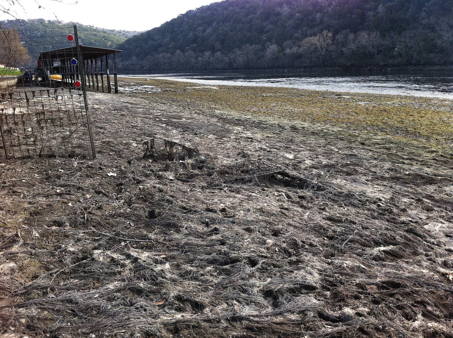 Dried aquatic vegetation on the exposed bottom of Lake Austin during a past drawdown