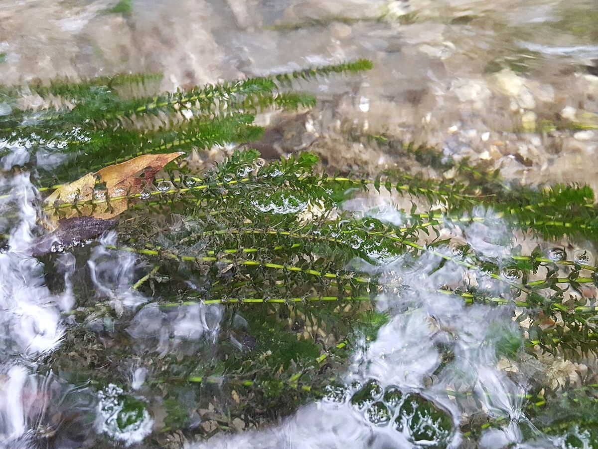 Hydrilla stems floating in clear, shallow water over a gravel bottom